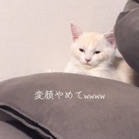 白目っぽくなる猫