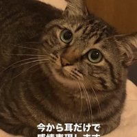 耳が立っている香箱座りをしているキジトラ「今から耳だけで感情表現します」