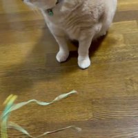 左を向く猫とおもちゃ