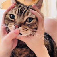 飼い主さんに顔を手で包み込まれるアメリカンショートヘア