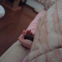 人の手のひらに乗る猫の手