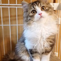 カメラを見つめる子猫