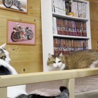 布団の上に乗る2匹