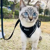 ハーネスをつけて外を散歩するシャムミックス