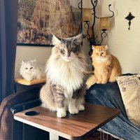 3匹の猫
