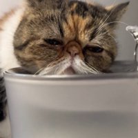 自動給水機にもたれる猫