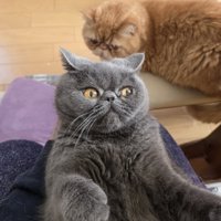 抱っこされて目を丸くしている弟猫（グレー）と下から観察している兄猫（茶）