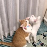 茶白の前で白猫が立ち上がる