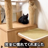 テロップ「完全に慣れてくれました」