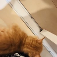 ママの足に体を擦り付けるミヌエット