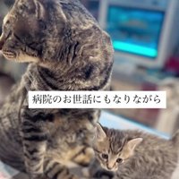 病院にいる2匹の猫