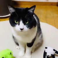 猫とぬいぐるみ