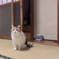 畳の上にいる猫