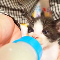 哺乳瓶でミルクを飲ませてもらう子猫
