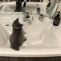 洗面台にいる子猫