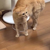 威嚇している猫