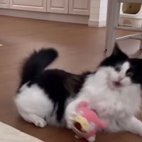 前足でぬいぐるみを触る猫