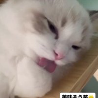 目を細めながら毛づくろいをする猫