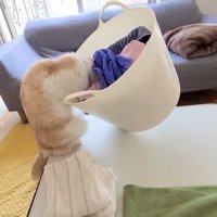 洗濯カゴ