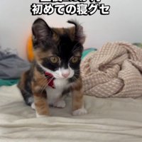 反り返っている子猫の左耳