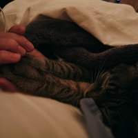 眠る猫2