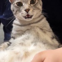 カメラに向かって鳴く猫