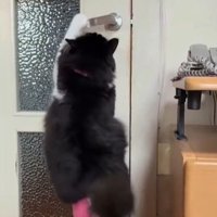 左前足でドアノブを押し下げる猫