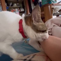 人の腕を噛む猫