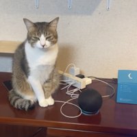 スマートスピーカーの隣に座る保護猫