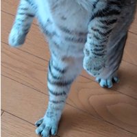 二足歩行しているような猫の足元