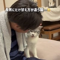 長男くんに頭を撫でられる保護猫