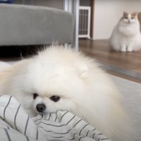 ズボンを噛む犬を見つめる猫