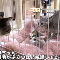 ケージの中の威嚇をする子猫を見ている大人猫