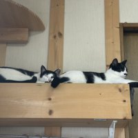 キャットタワーで眠る黒白の猫2匹