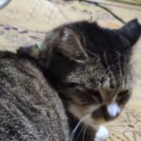 くつろいでいた猫