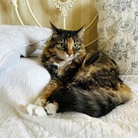 ベッドの上の猫