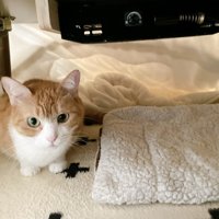 こたつの中で座っている猫