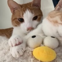 ベッドの上で寝ている二匹の猫