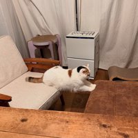 ソファと椅子に足をかけてブリッジをしているような体勢の猫