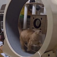 キャットホイールで走る猫