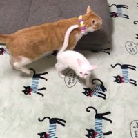 白猫がしっぽを茶白にくっつける