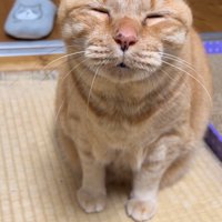 眠気で目が閉じてしまう猫