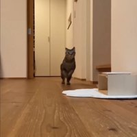 部屋を走り抜けるネネちゃん2