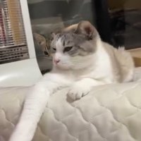 キジトラ柄の子猫と一緒にくつろぐ三毛猫