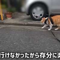 散歩する猫