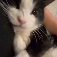 口を閉じてむっとした猫