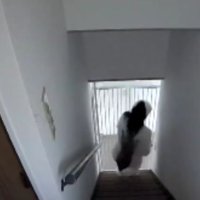 背中に張り付く猫