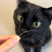 ひげを持っている飼い主と黒猫