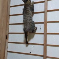 障子にしがみつく猫