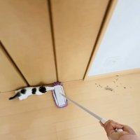 モップに掴まる子猫
